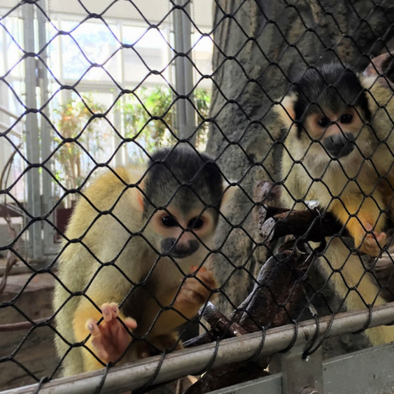 Stair Railing Rhombus Mesh and Protection Animal Zoo Mesh Avaiy for Birds