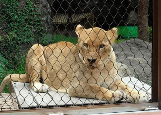 Çeşitli Merdiven 25x25mm Zoo için Esnek Paslanmaz Çelik Kablo Ağı