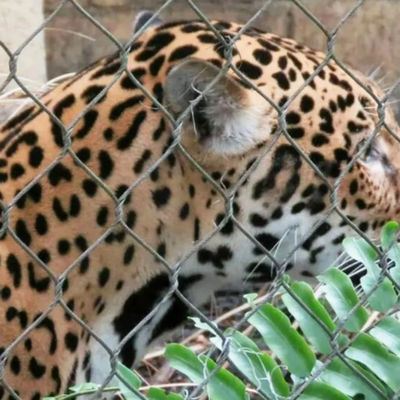 304 316 316L paslanmaz çelik tel ip hayvanat bahçesi çit ağı