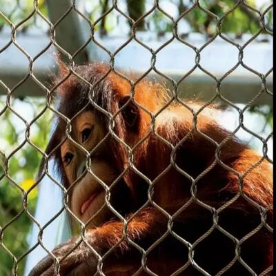 Korrozyona karşı dayanıklı tel halat örgü koruyucu ağ güvenlik projeleri için uygundur