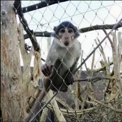 316 Esnek Paslanmaz Çelik X Çevre hayvanat bahçesi güvenlik çitleri için eğimli kablo örgü