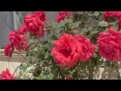 Siyah Kaplama Paslanmaz Çelik Kablo Mesh